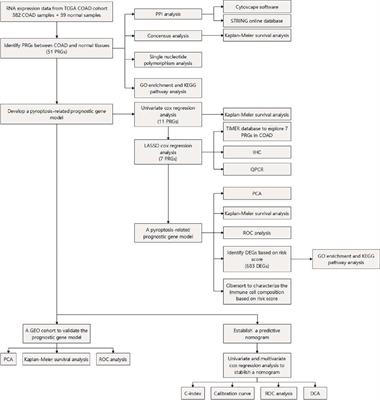 A Novel Pyroptosis-Related Gene Signature for Predicting the Prognosis and the Associated Immune Infiltration in Colon Adenocarcinoma